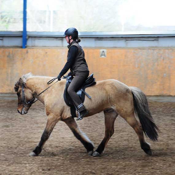 Reitunterricht Ohne Eigenes Pferd